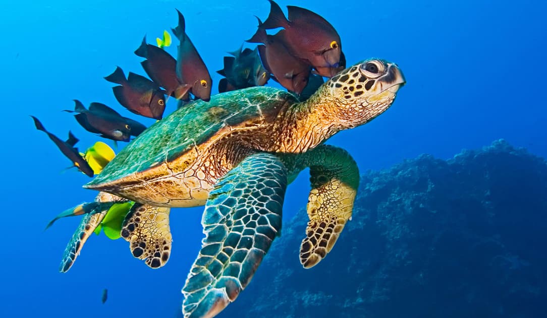 Rencontre Magique avec les Tortues de Mer