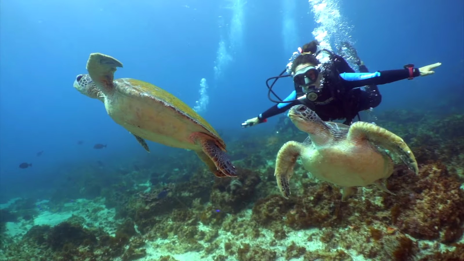 Woman diving with turtels