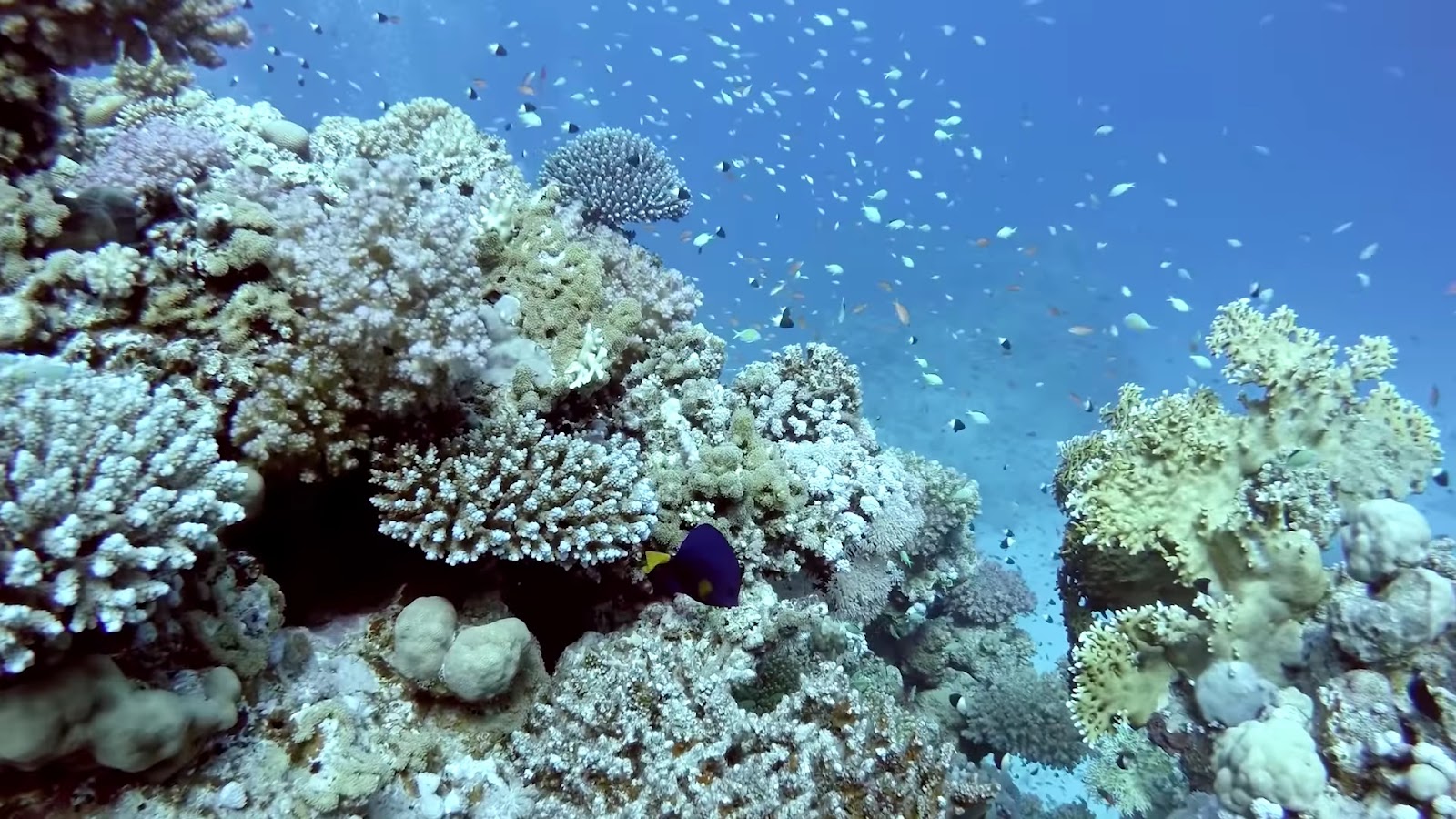 Coral reef with fish