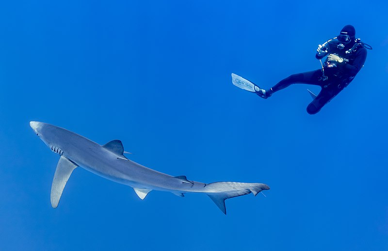 Fichier:Tiburón azul Prionace glauca