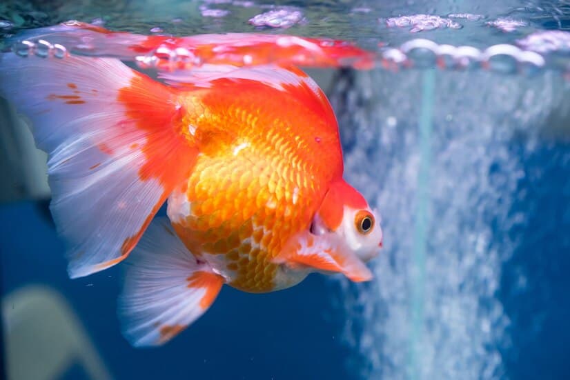 Un Beau Poisson Doré Dans la Mer