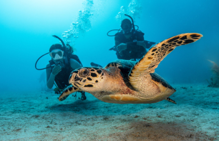 Tortue imbriquée nageant avec des plongeurs en arrière-plan sous l'eau